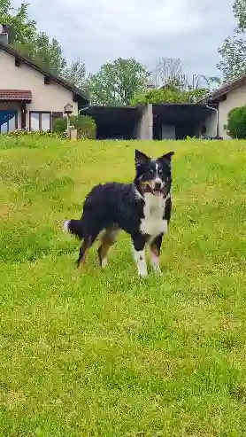 Chien Perdu 69M Métropole de Lyon Lyon - Zitoune